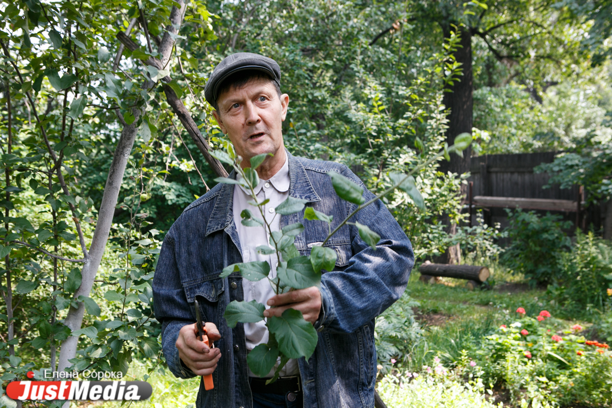«Такие яблони встречаются только в ботанических садах». В «Екатеринбург-сити» создают уникальную аллею садоводства - Фото 4