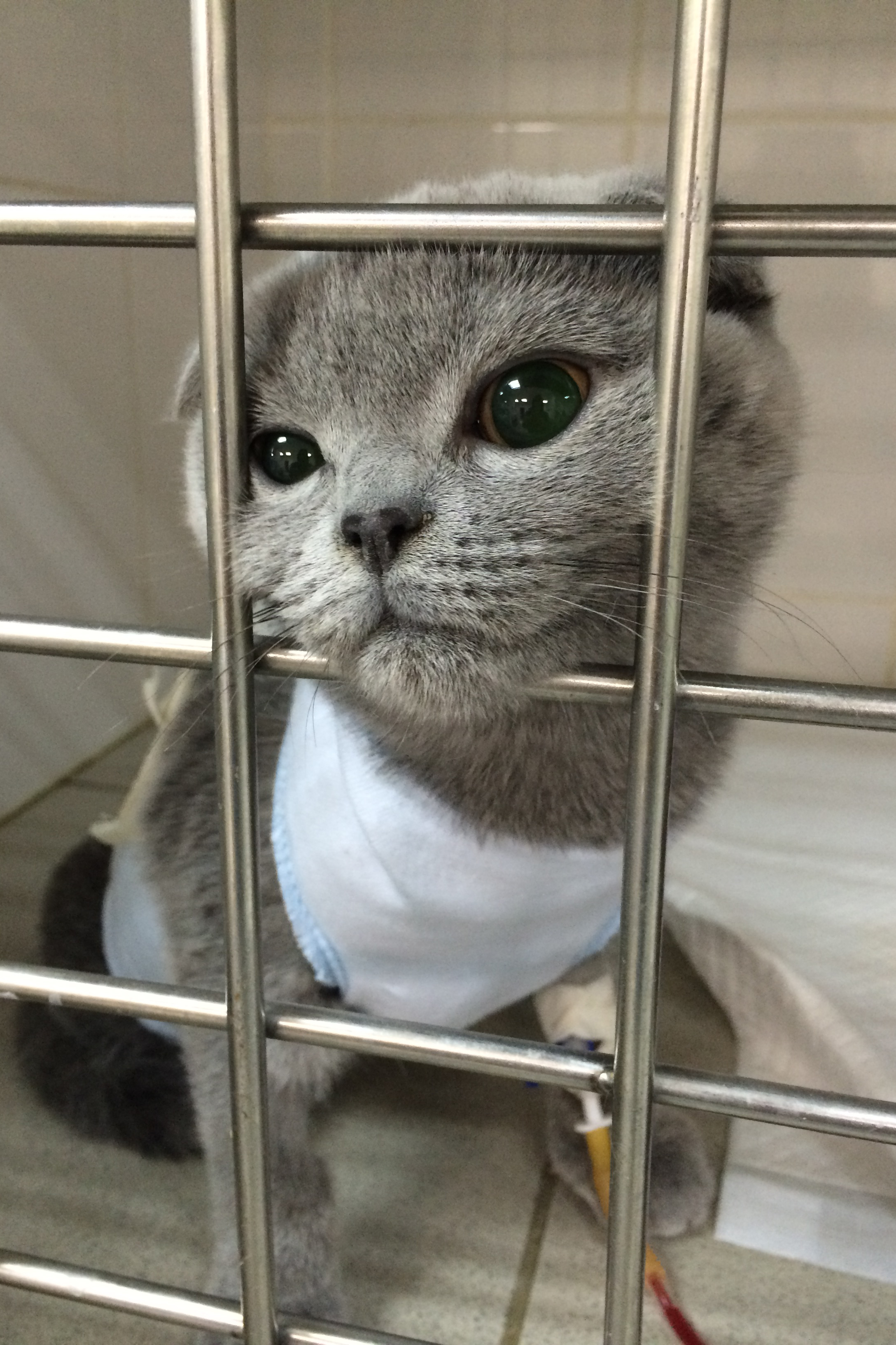 Зоопсихология, МРТ и даже протезирование для животных! Уральские журналисты сняли реалити-сериал о современных Айболитах - Фото 3