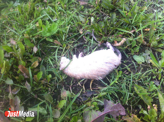 Ужас! В центре Екатеринбурга маленькие дети играют дохлыми крысами - Фото 2