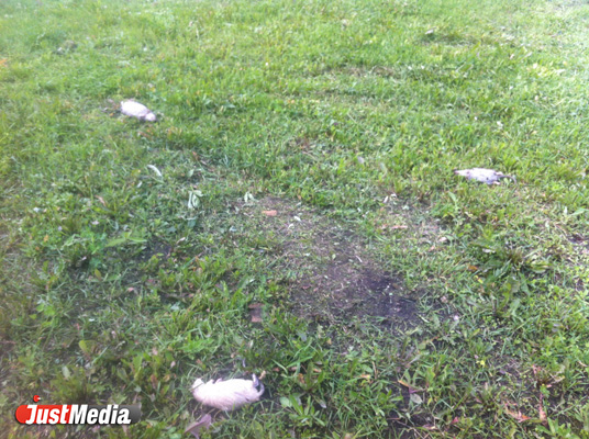 Ужас! В центре Екатеринбурга маленькие дети играют дохлыми крысами - Фото 3