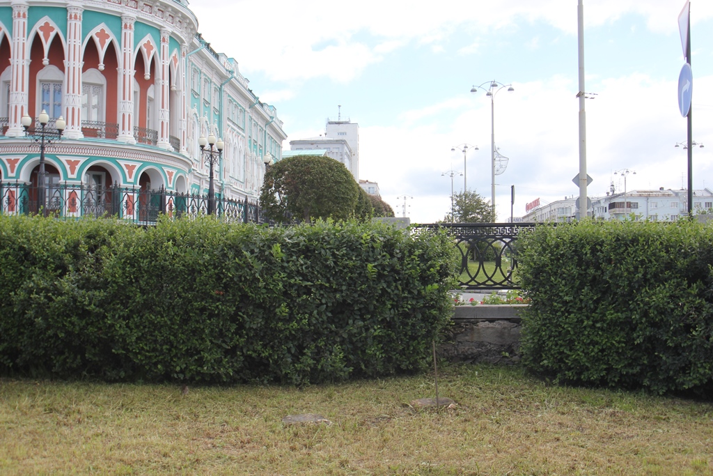 В Екатеринбурге сквер перед «Пассажем» превратится в первый кленовый парк. ФОТО - Фото 7