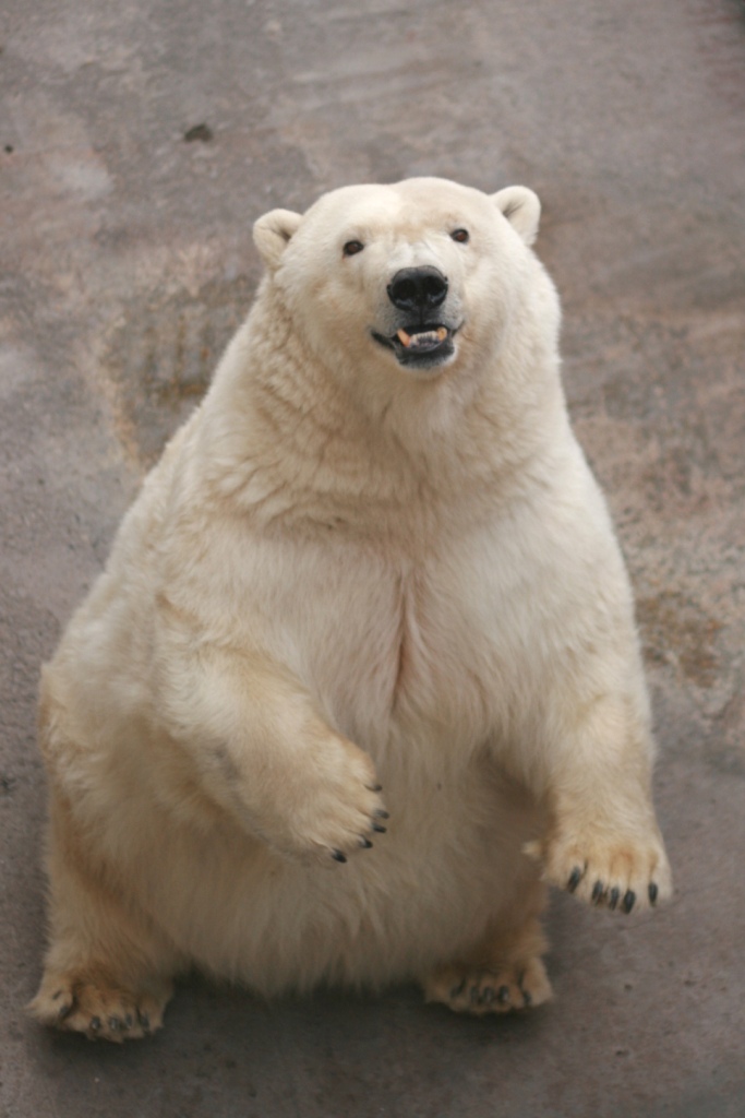 В Екатеринбургском зоопарке на день рождения белому медведю подарят зачетку  - Фото 2