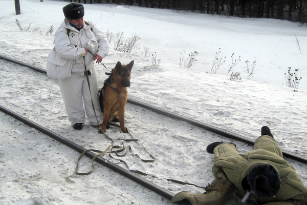 Кинологи отметят 104-летие своей службы всероссийскими соревнованиями - Фото 2