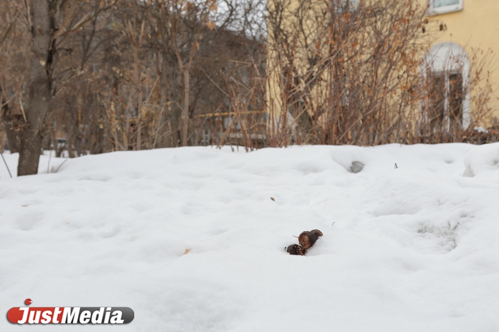 Шаг влево, шаг вправо - говно! Разбираемся с экспертами, как «разминировать» дворы Екатеринбурга от собачьих фекалий . ФОТО, ВИДЕО - Фото 10
