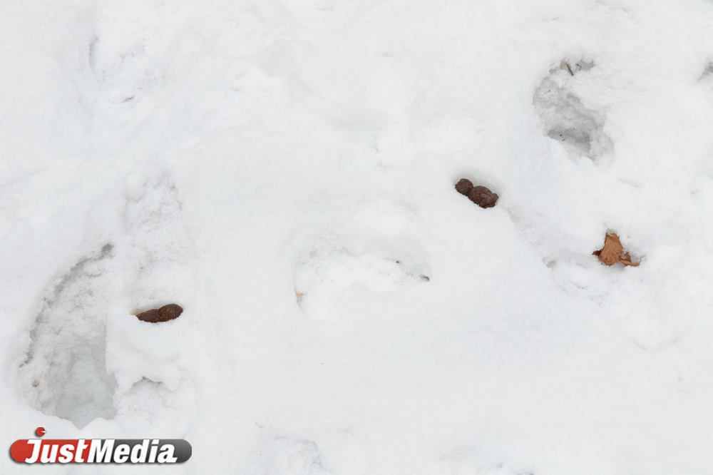 Шаг влево, шаг вправо - говно! Разбираемся с экспертами, как «разминировать» дворы Екатеринбурга от собачьих фекалий . ФОТО, ВИДЕО - Фото 16