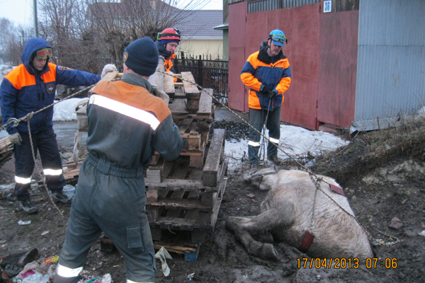 В Екатеринбурге спасатели достали из колодца лошадь - Фото 4
