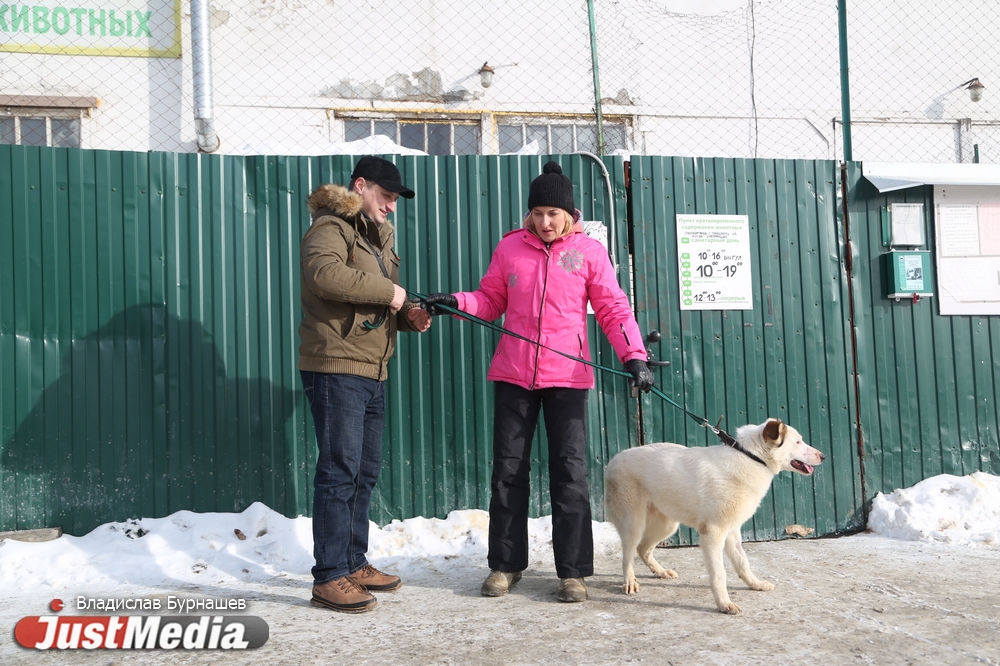 В Екатеринбурге устраивают тест-драйв бездомных собак, чтобы спасти им жизнь. СПЕЦПРОЕКТ - Фото 16