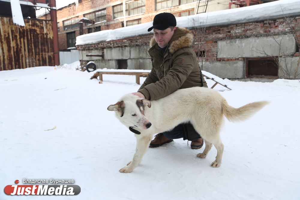 В Екатеринбурге устраивают тест-драйв бездомных собак, чтобы спасти им жизнь. СПЕЦПРОЕКТ - Фото 19