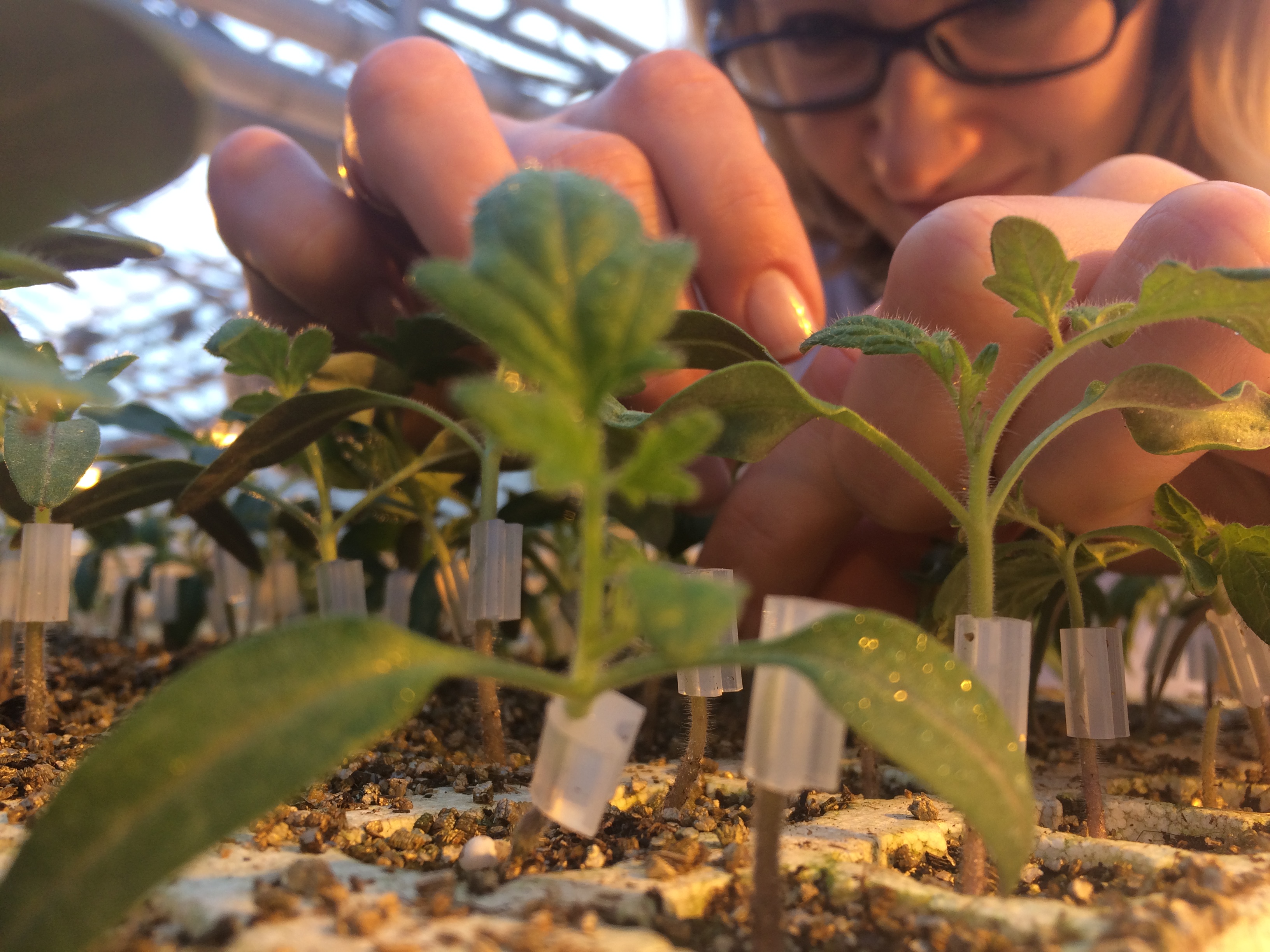 Уральцев накормят томатами с дикими корнями - Фото 2