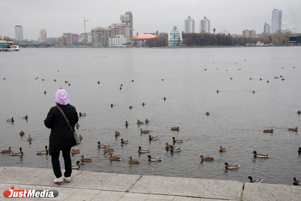 Огромные стаи уток на городском пруду радуют горожан и ученых - Фото 2