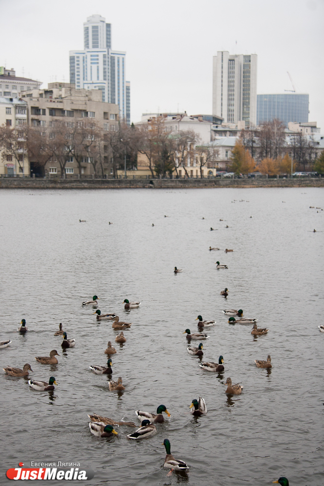 Огромные стаи уток на городском пруду радуют горожан и ученых - Фото 3