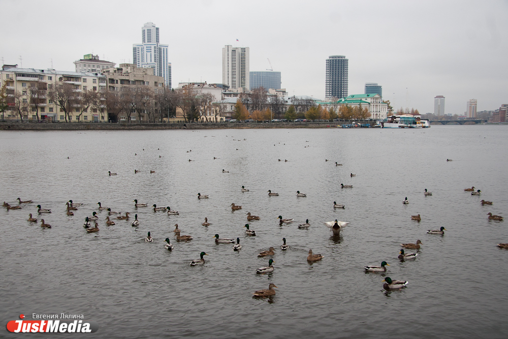 Огромные стаи уток на городском пруду радуют горожан и ученых - Фото 4