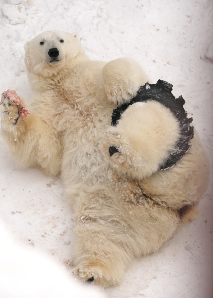 В Екатеринбургском зоопарке на день рождения белому медведю подарят зачетку  - Фото 3