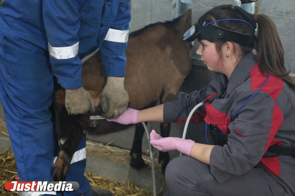 «На одного французского козла - 25 козочек». JustMedia побывал на екатеринбургской ферме. ФОТО. ВИДЕО - Фото 6