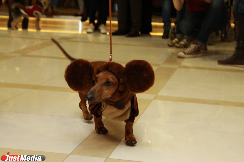 В «Европе» четвероногие модники перевоплотились в чебурашку, дымковского козлика и золотую рыбку - Фото 4