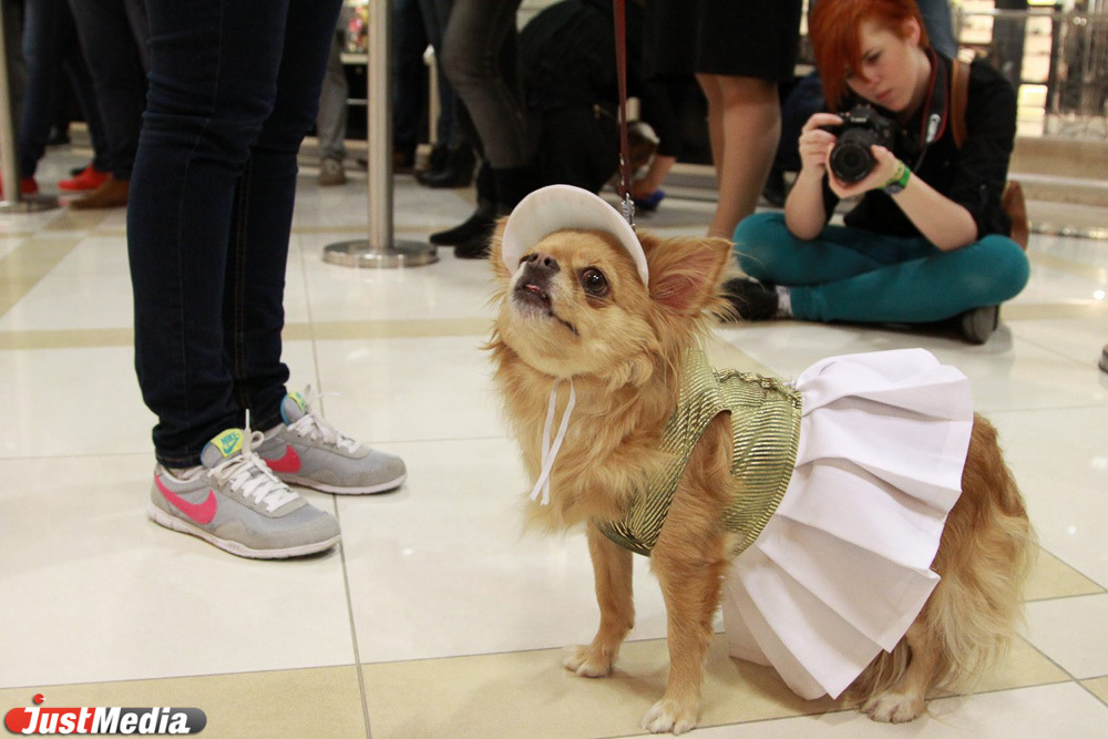 В «Европе» четвероногие модники перевоплотились в чебурашку, дымковского козлика и золотую рыбку - Фото 3