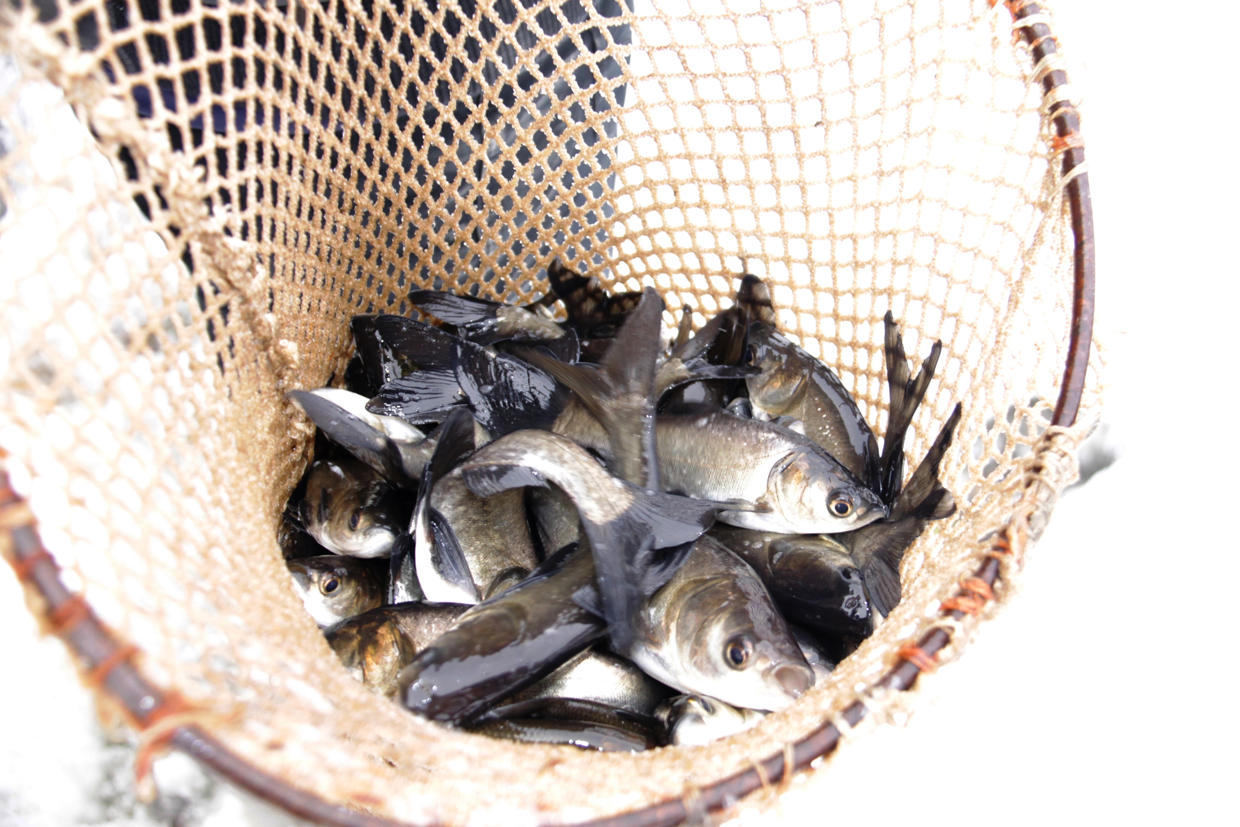 В Исетское водохранилище выпустили более двух тонн мальков белого амура и толстолобика - Фото 2