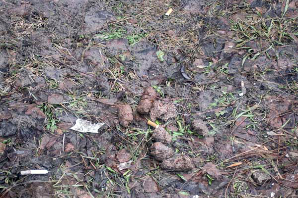 И это все …овно! Весна обнажила одну из самых неприглядных проблем Екатеринбурга - Фото 10