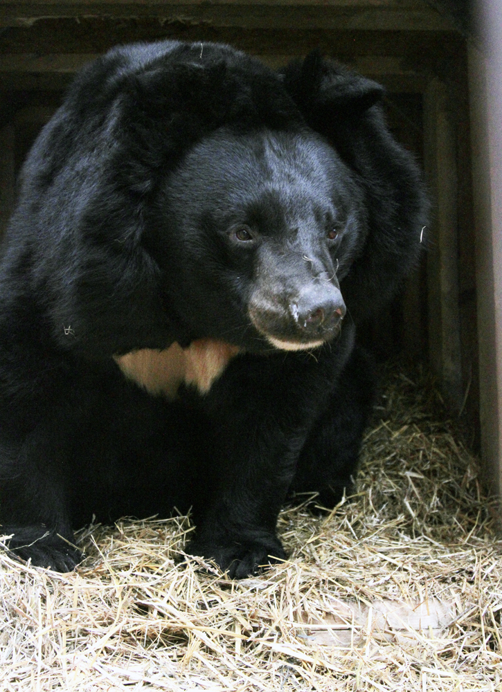 В Екатеринбургском зоопарке медведи возвращаются в берлоги с евроремонтом - Фото 3