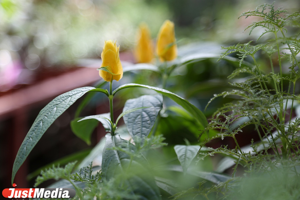 В горшках, с воздушными шариками и глобусами: JustMedia.ru выяснил, с какими букетами екатеринбуржцы делают селфи на 1 сентября и сколько это стоит - Фото 18