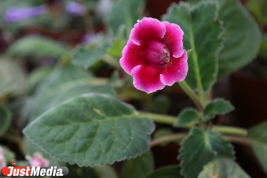 В горшках, с воздушными шариками и глобусами: JustMedia.ru выяснил, с какими букетами екатеринбуржцы делают селфи на 1 сентября и сколько это стоит - Фото 22