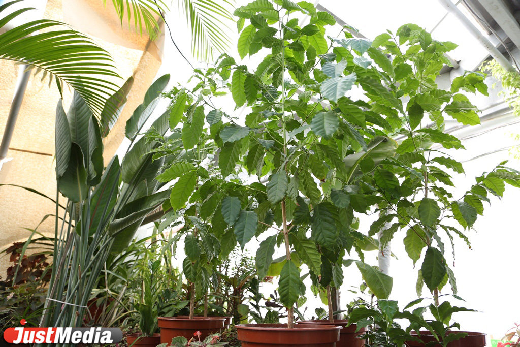 В горшках, с воздушными шариками и глобусами: JustMedia.ru выяснил, с какими букетами екатеринбуржцы делают селфи на 1 сентября и сколько это стоит - Фото 23