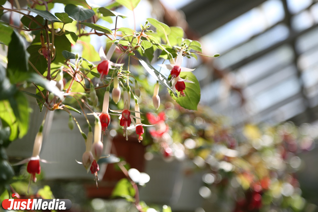 В горшках, с воздушными шариками и глобусами: JustMedia.ru выяснил, с какими букетами екатеринбуржцы делают селфи на 1 сентября и сколько это стоит - Фото 21