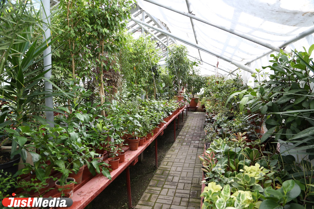 В горшках, с воздушными шариками и глобусами: JustMedia.ru выяснил, с какими букетами екатеринбуржцы делают селфи на 1 сентября и сколько это стоит - Фото 24