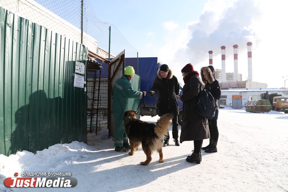 В Екатеринбурге устраивают тест-драйв бездомных собак, чтобы спасти им жизнь. СПЕЦПРОЕКТ - Фото 3