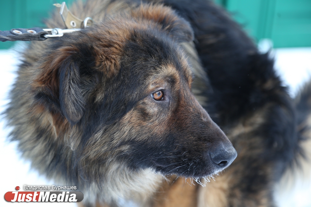 В Екатеринбурге устраивают тест-драйв бездомных собак, чтобы спасти им жизнь. СПЕЦПРОЕКТ - Фото 28