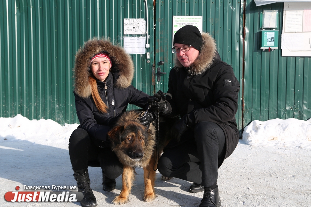 В Екатеринбурге устраивают тест-драйв бездомных собак, чтобы спасти им жизнь. СПЕЦПРОЕКТ - Фото 7
