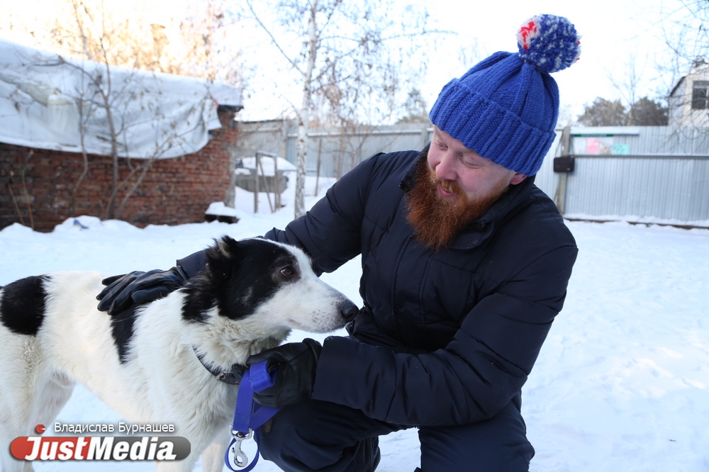 В Екатеринбурге устраивают тест-драйв бездомных собак, чтобы спасти им жизнь. СПЕЦПРОЕКТ - Фото 12