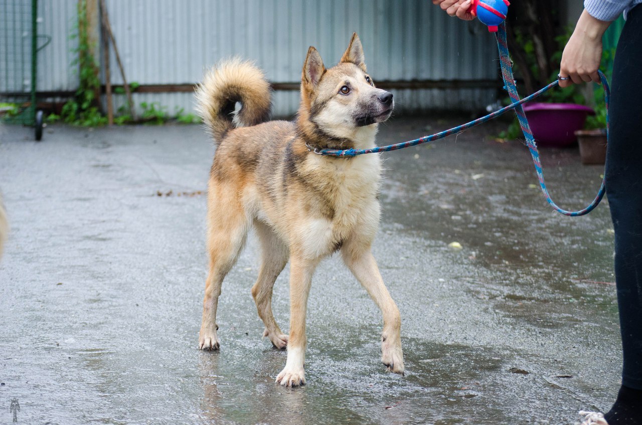 «Любит гулять и целоваться». Метис лайки через JUSTПУХ ищет любящих хозяев - Фото 7