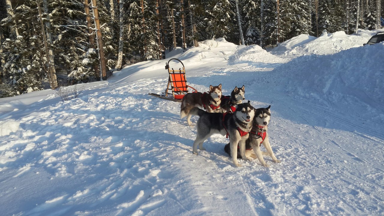 В упряжке с ветерком: на Волчиху приедут восхитительные хаски - Фото 2
