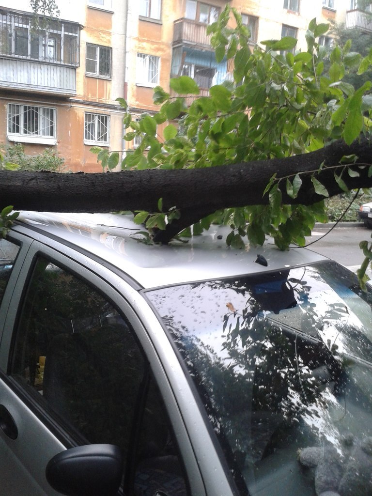 На улице Академической на машину упало дерево - Фото 2