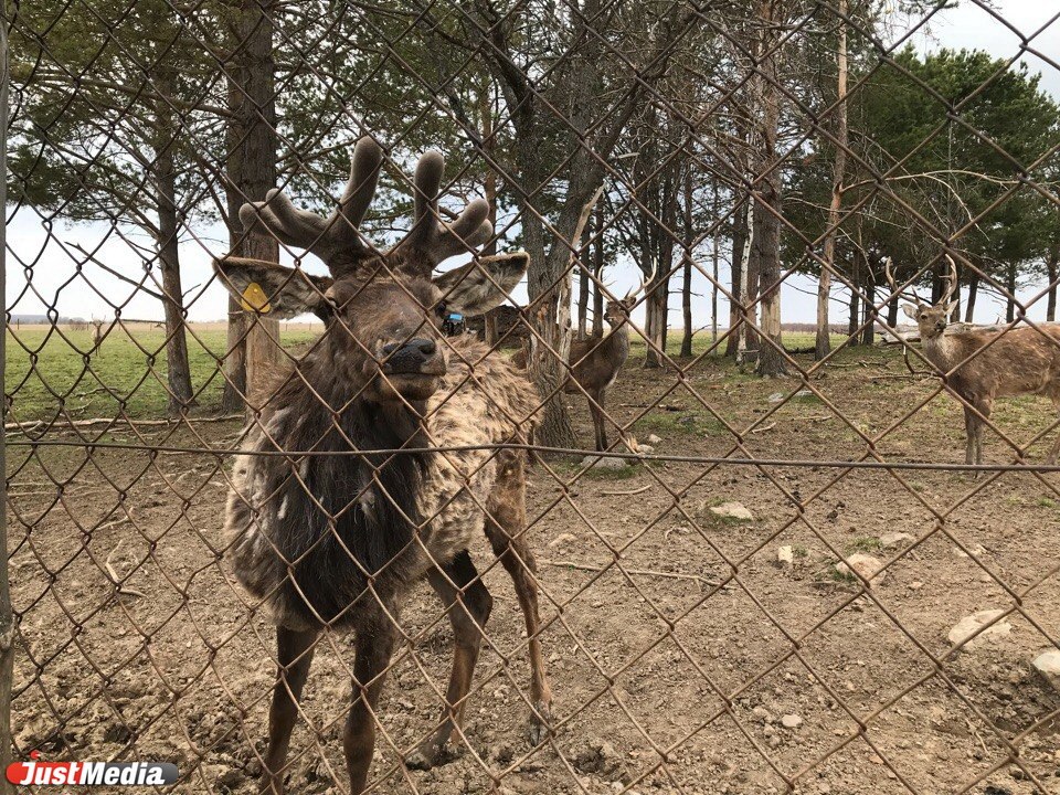 Маралы, носочное производство, истории о Мамине-Сибиряке и свадебный обряд. Проводим экскурсию в Висиме. ФОТО, ВИДЕО. - Фото 3