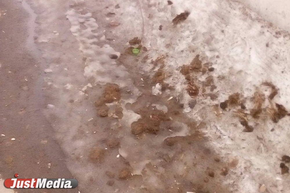 Шаг влево, шаг вправо - говно! Разбираемся с экспертами, как «разминировать» дворы Екатеринбурга от собачьих фекалий . ФОТО, ВИДЕО - Фото 12