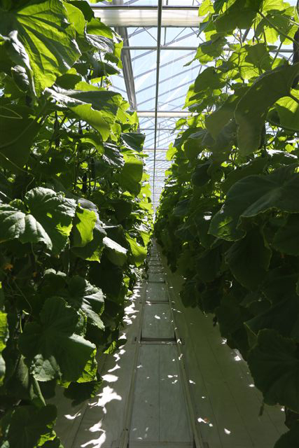 Вторая очередь тепличного комплекса УГМК дала первый урожай — 90 тонн огурцов - Фото 2