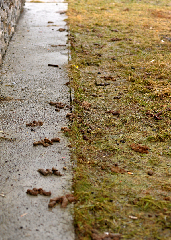 И это все …овно! Весна обнажила одну из самых неприглядных проблем Екатеринбурга - Фото 12