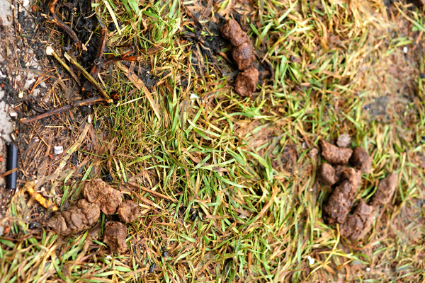 И это все …овно! Весна обнажила одну из самых неприглядных проблем Екатеринбурга - Фото 7