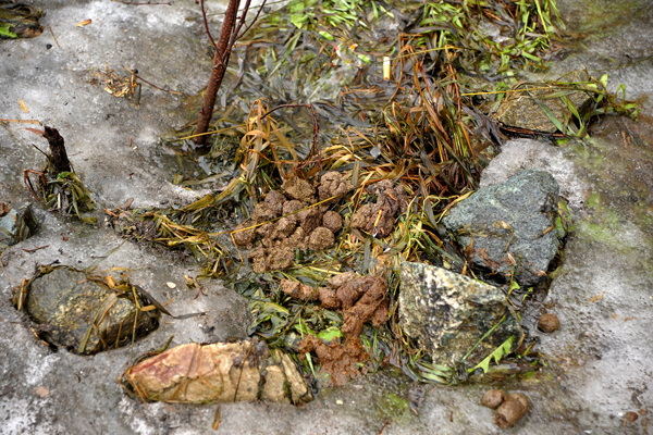 И это все …овно! Весна обнажила одну из самых неприглядных проблем Екатеринбурга - Фото 8