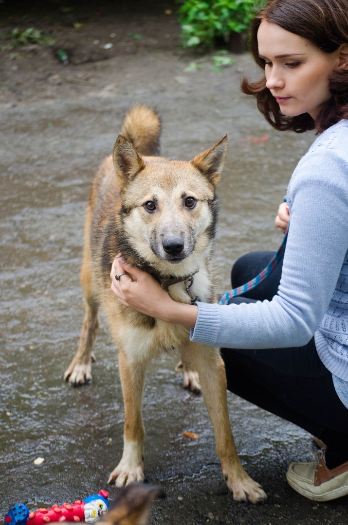 «Любит гулять и целоваться». Метис лайки через JUSTПУХ ищет любящих хозяев - Фото 5