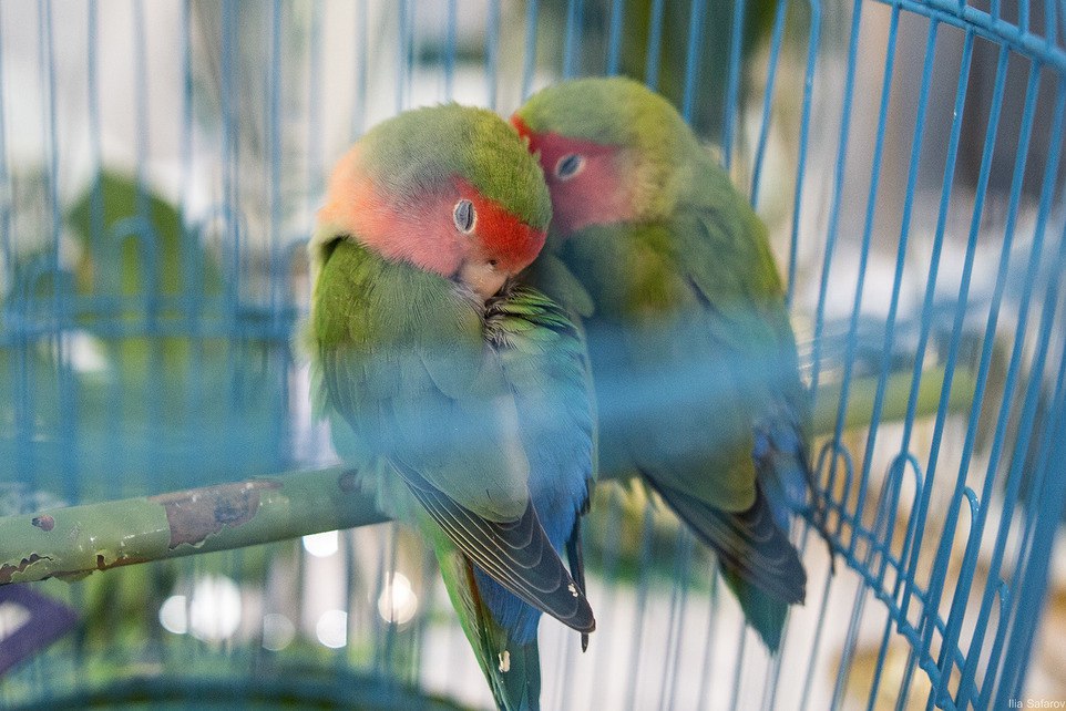 Знойные тропики или «Ла-ла-ленд». Свадебные тренды-2017 от представителей wedding-индустрии - Фото 4