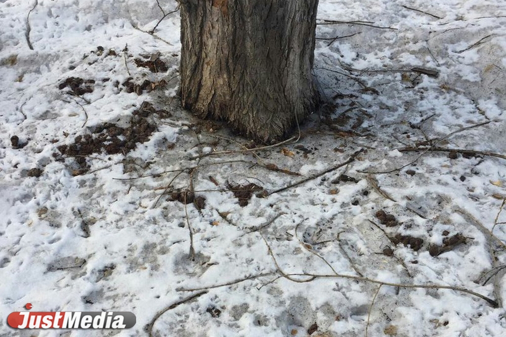 Шаг влево, шаг вправо - говно! Разбираемся с экспертами, как «разминировать» дворы Екатеринбурга от собачьих фекалий . ФОТО, ВИДЕО - Фото 2