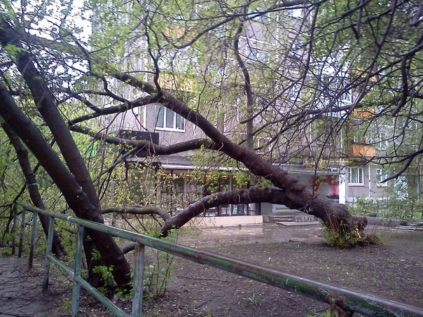 В центре Екатеринбурга дерево рухнуло на летнюю веранду кафе - Фото 4