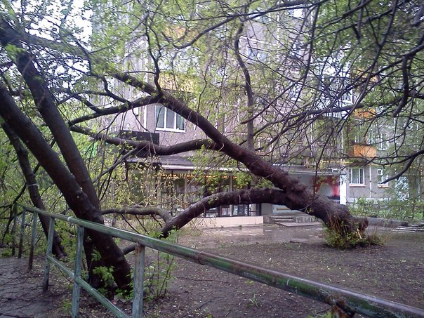 В центре Екатеринбурга дерево рухнуло на летнюю веранду кафе - Фото 4