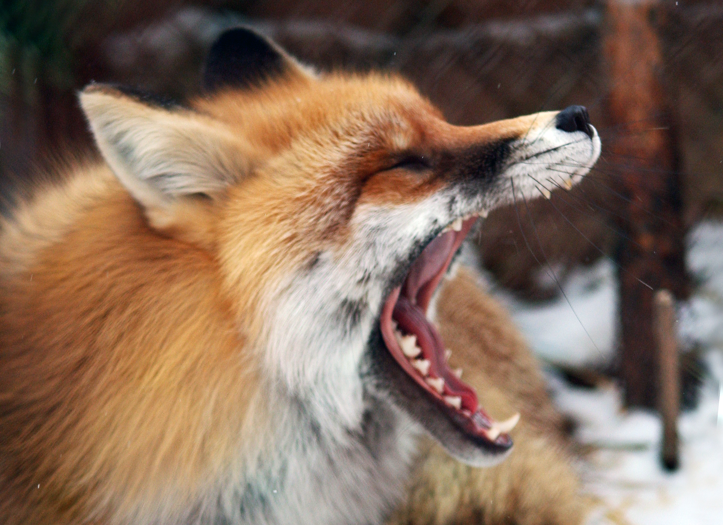 Лучшей парой Екатеринбургского зоопарка стали лисы Лютик и Лизовета - Фото 3