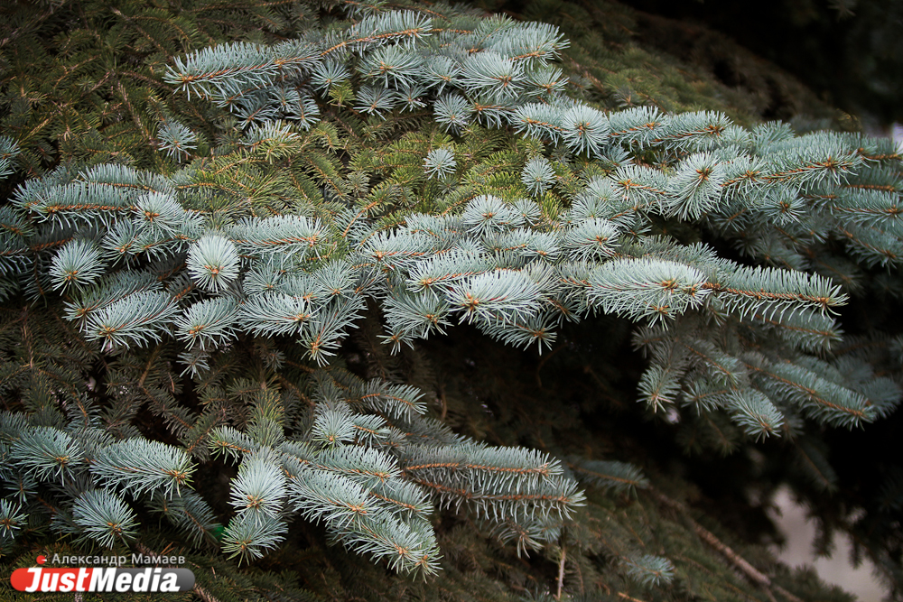 Возле мэрии ожили голубые ели! Свежие побеги появились даже у елочки, осыпавшейся после аномальной летней жары - Фото 4