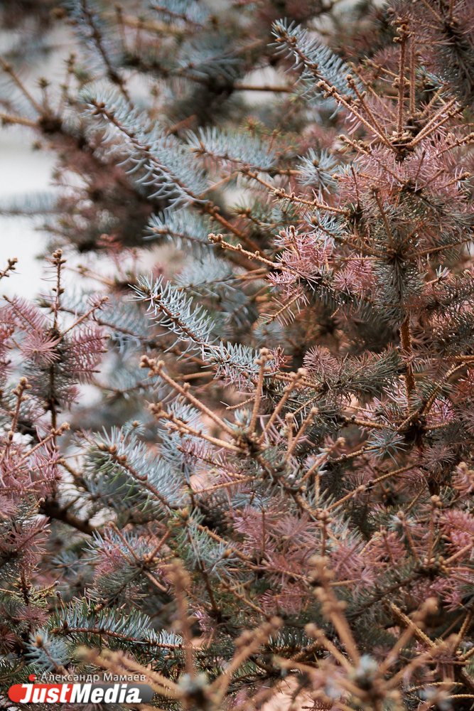 Возле мэрии ожили голубые ели! Свежие побеги появились даже у елочки, осыпавшейся после аномальной летней жары - Фото 6