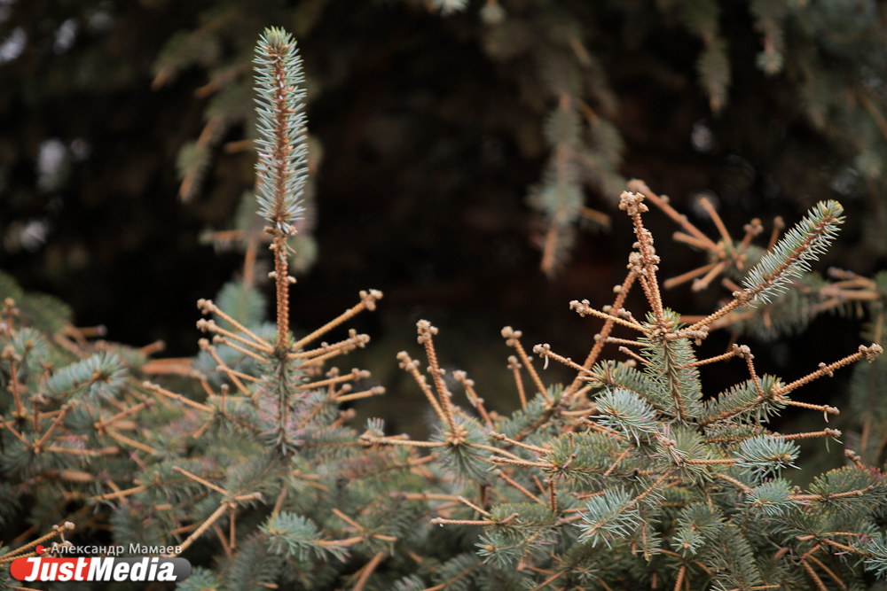 Возле мэрии ожили голубые ели! Свежие побеги появились даже у елочки, осыпавшейся после аномальной летней жары - Фото 3